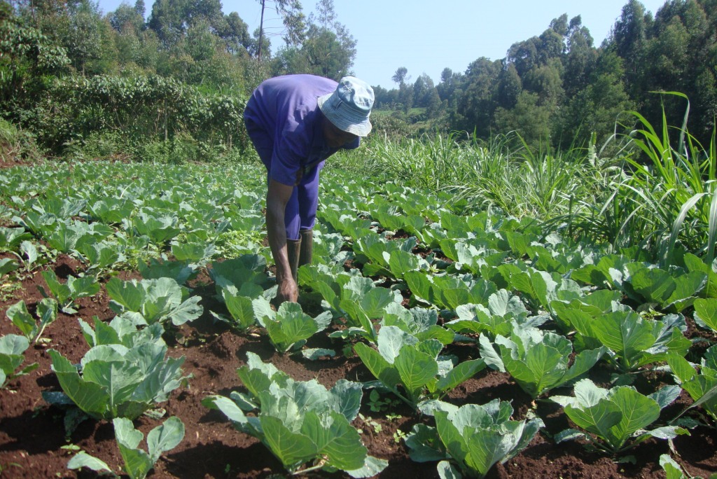 Mother's mercy home- self help projects- commercial vegetable farming