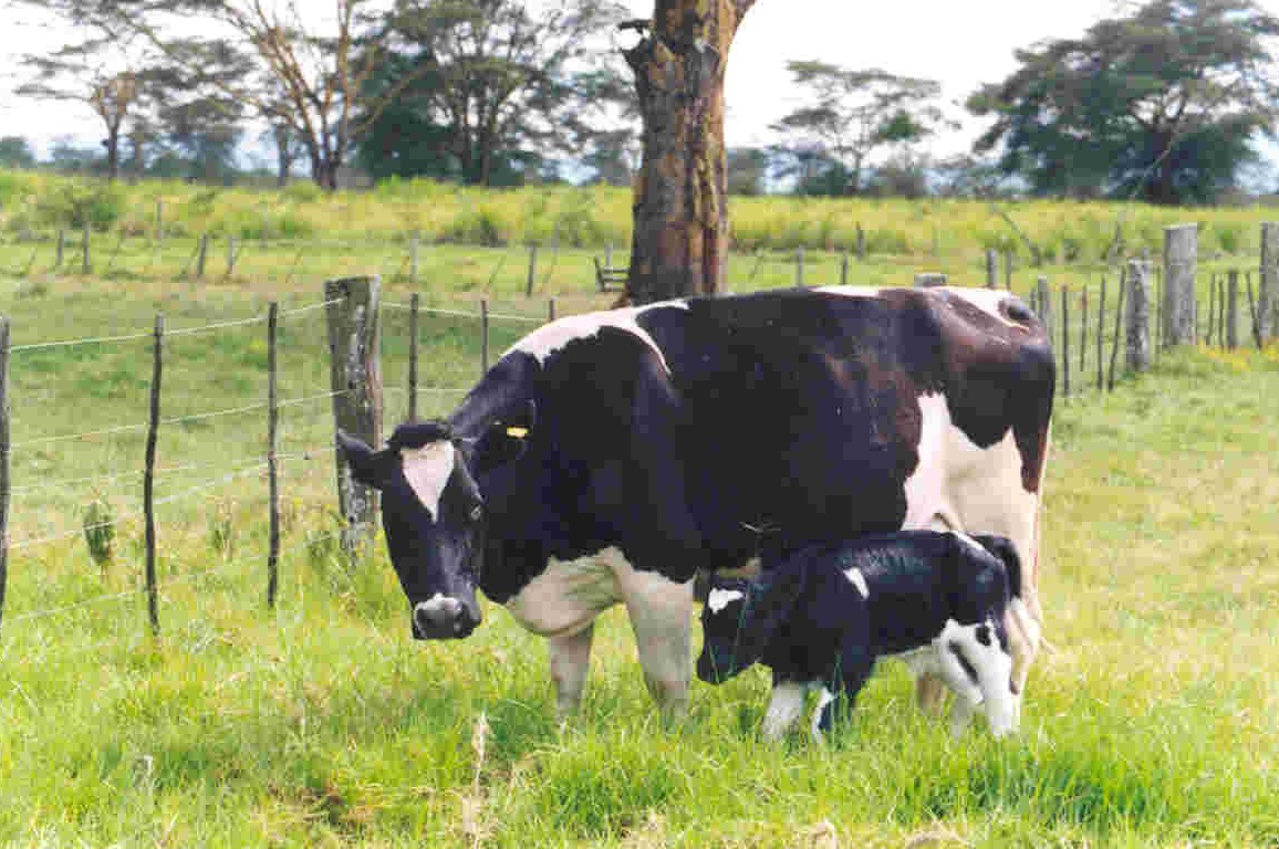Mothers mercy home- dairy farming